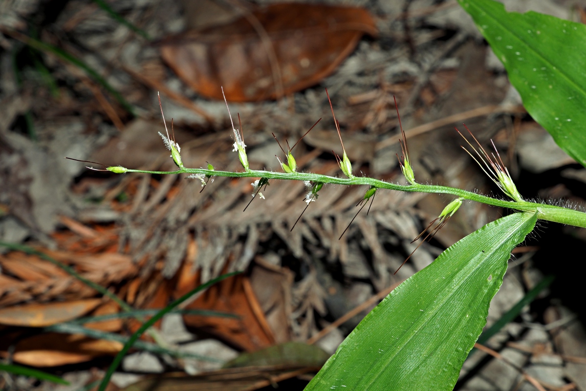 Image of Oplismenus undulatifolius specimen.