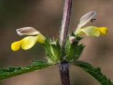 Phlomoides labiosa