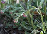 View full-size image Antennaria dioica