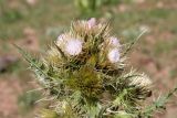 Смотреть изображение Cirsium polyacanthum