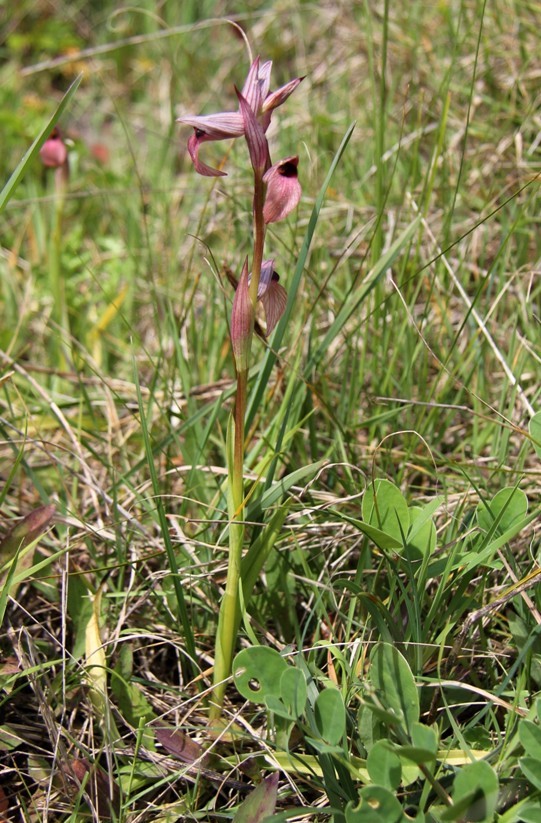 Image of Serapias lingua specimen.