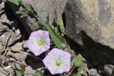 View full-size image Convolvulus betonicifolius
