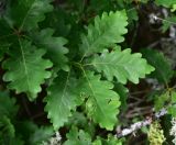 View full-size image genus Quercus