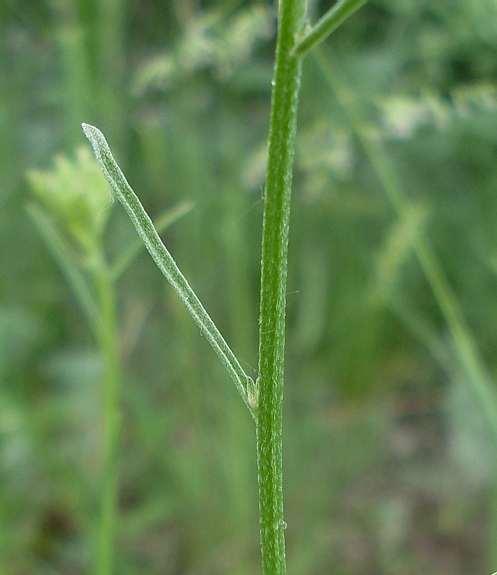 Image of Erysimum canescens specimen.