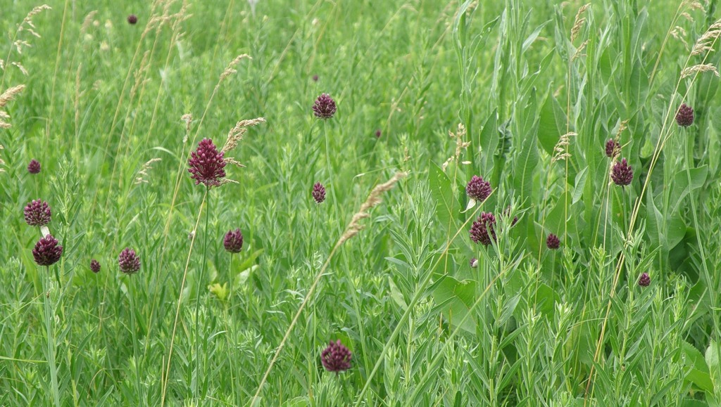 Изображение особи Allium rotundum.