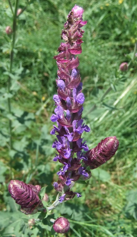 Изображение особи Salvia tesquicola.