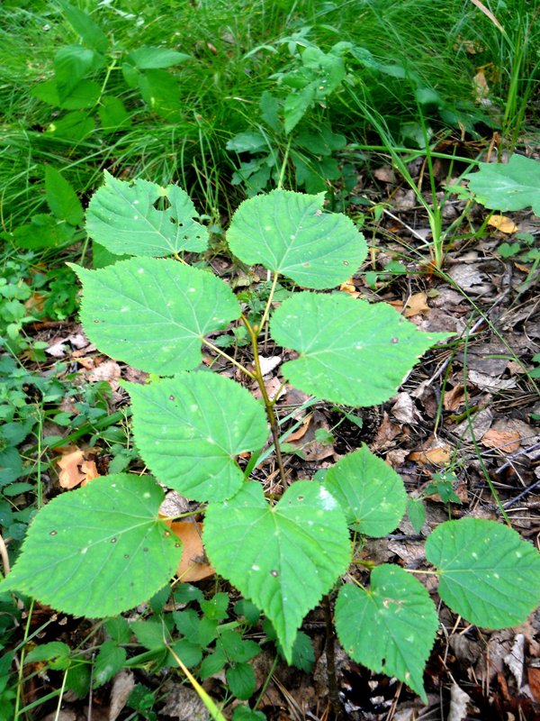 Изображение особи Tilia cordata.