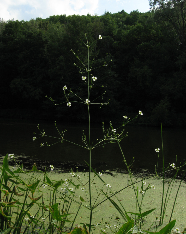 Image of Alisma plantago-aquatica specimen.