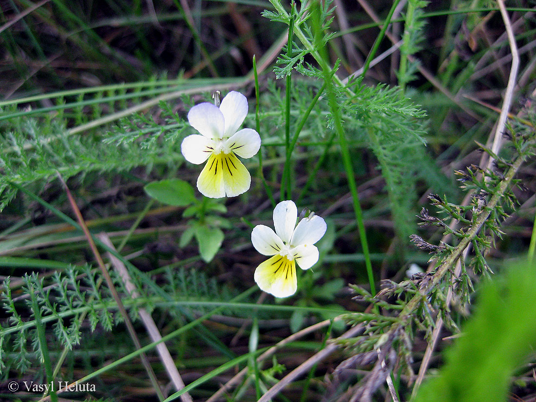 Изображение особи Viola tricolor.