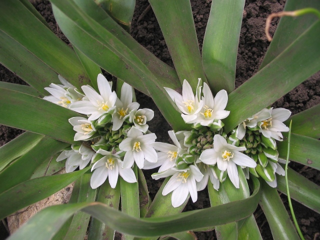 Image of Ornithogalum lanceolatum specimen.