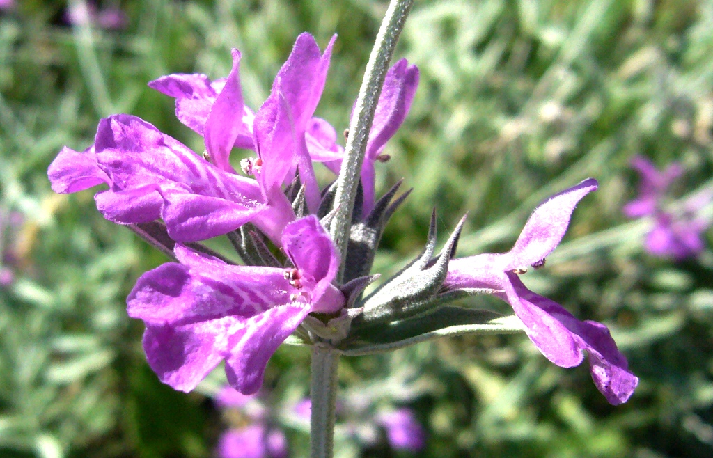 Image of Stachys turcomanica specimen.