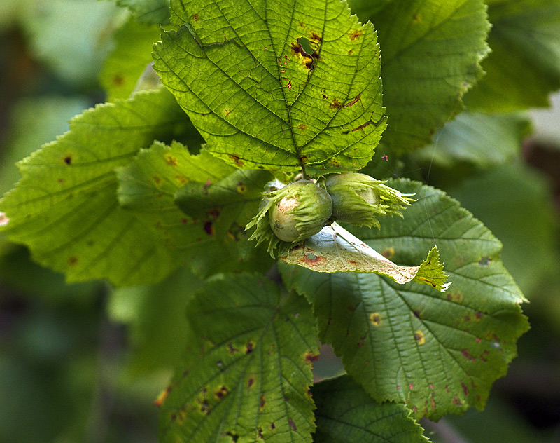 Изображение особи Corylus avellana.