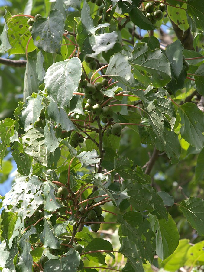 Image of Actinidia arguta specimen.