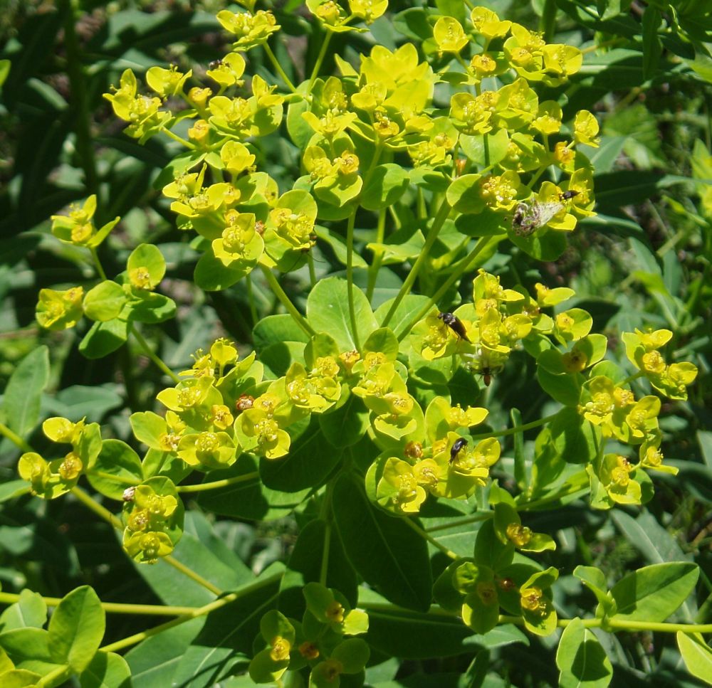 Изображение особи Euphorbia semivillosa.