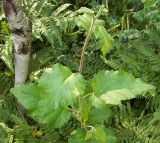 Betula pubescens. Верхушка молодого побега. Курская обл., г. Железногорск, берег вдхр. на р. Погарщина. 19 июля 2007 г.