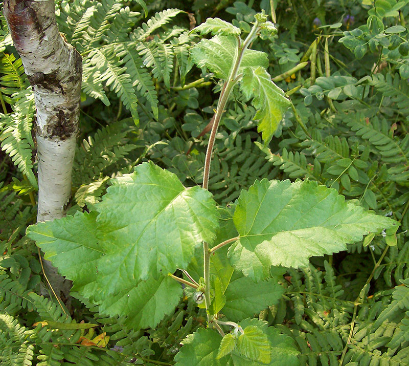 Image of Betula pubescens specimen.