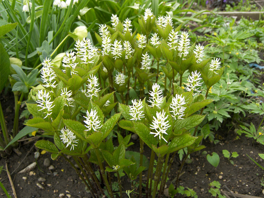 Image of Chloranthus quadrifolius specimen.