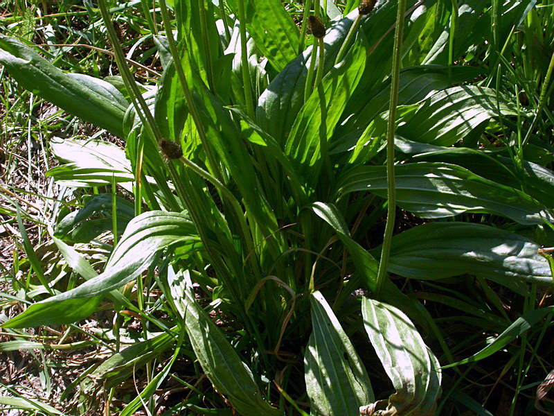 Image of Plantago lanceolata specimen.