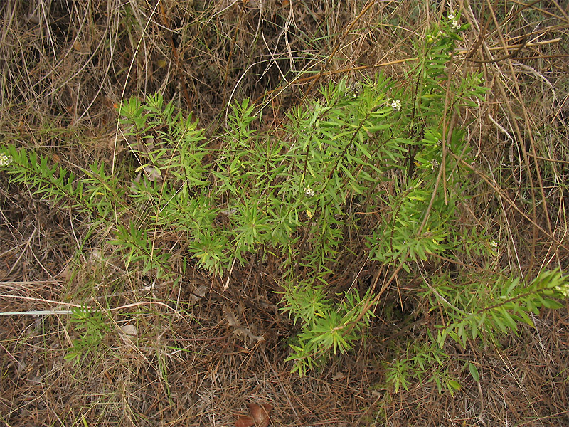 Image of Daphne gnidium specimen.