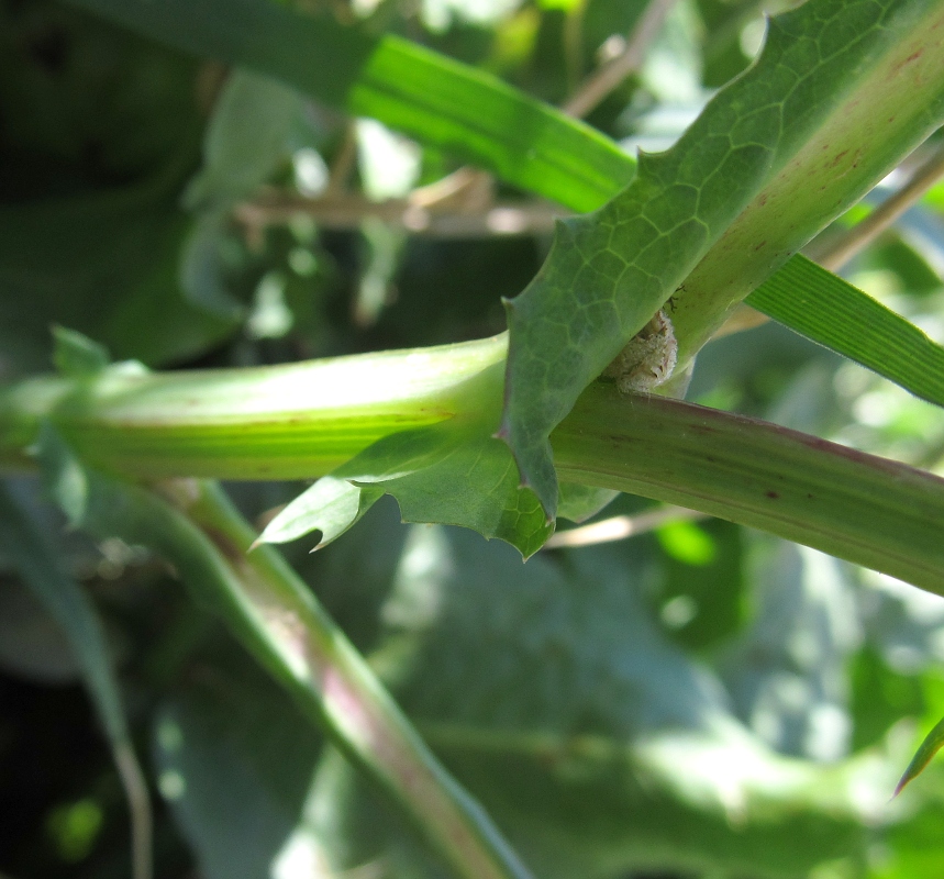 Image of genus Sonchus specimen.