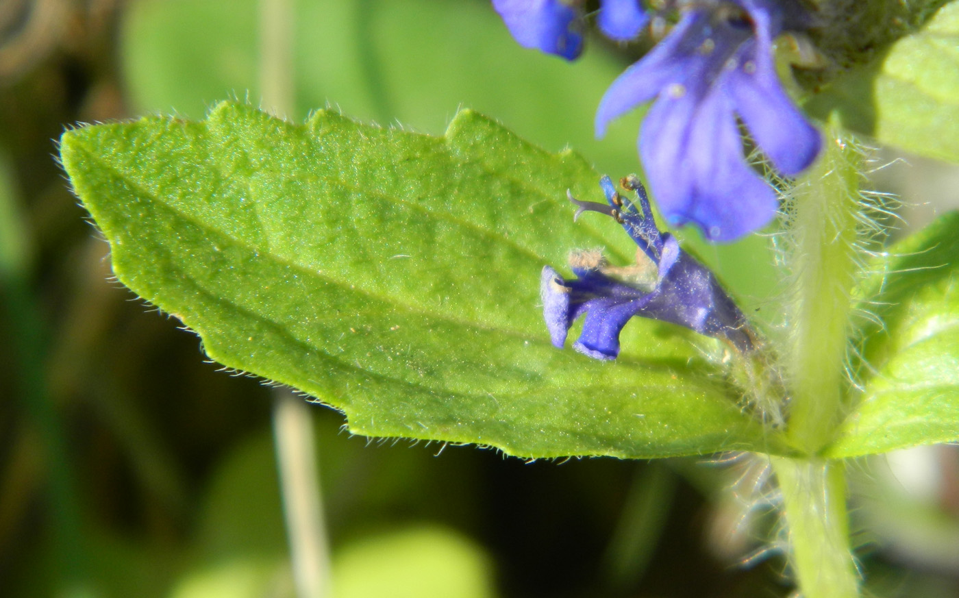 Изображение особи Ajuga genevensis.