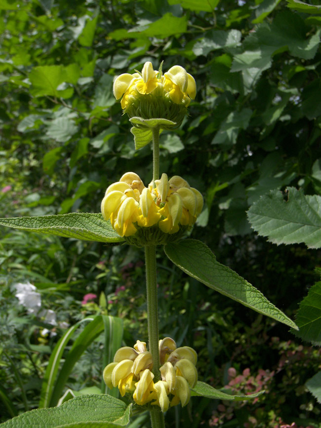 Image of Phlomis russeliana specimen.