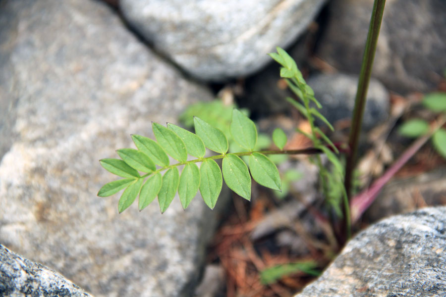 Изображение особи род Polemonium.