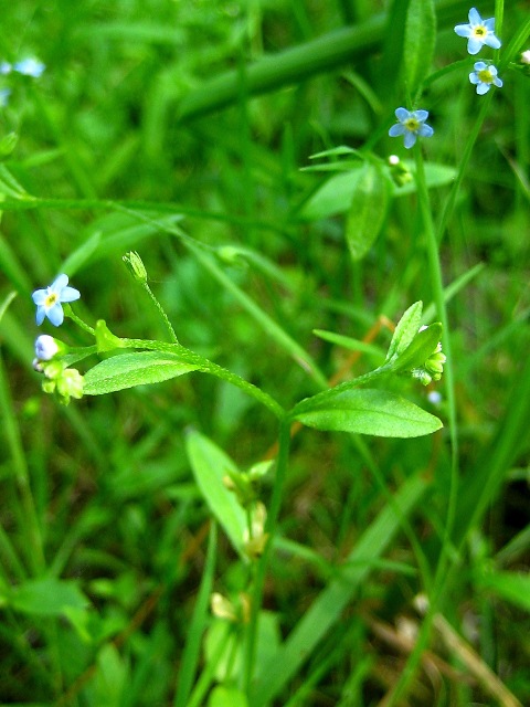 Изображение особи Myosotis cespitosa.