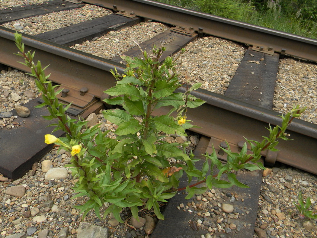 Image of Oenothera rubricaulis specimen.