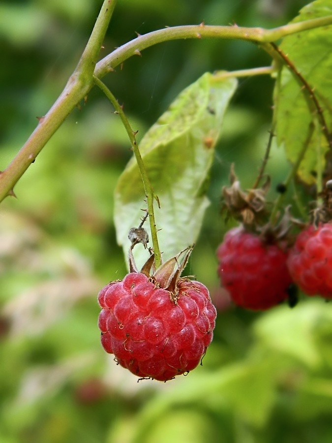 Image of Rubus idaeus specimen.