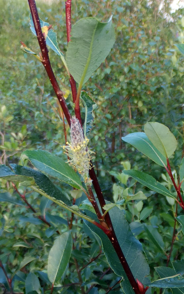 Image of Salix phylicifolia specimen.