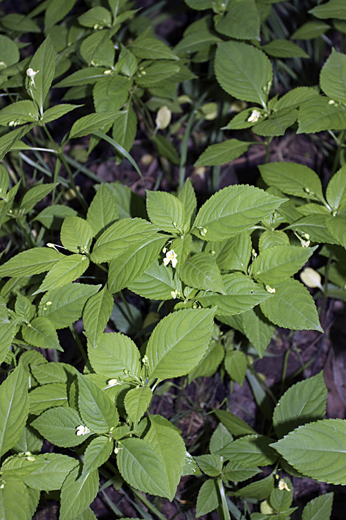 Image of Impatiens parviflora specimen.