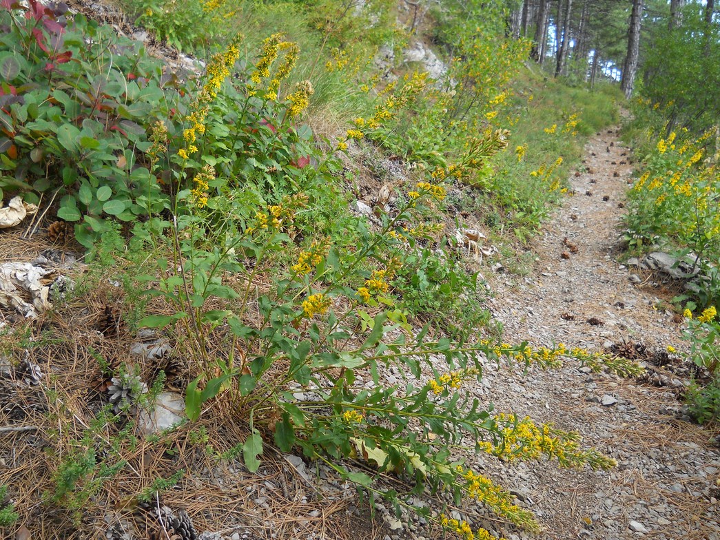 Изображение особи Solidago virgaurea ssp. taurica.