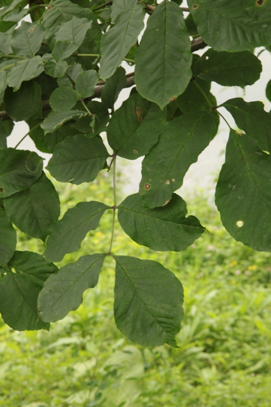 Image of Fraxinus rhynchophylla specimen.