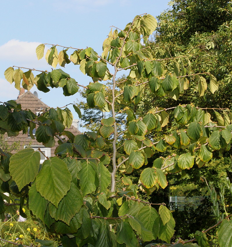 Image of Hamamelis virginiana specimen.