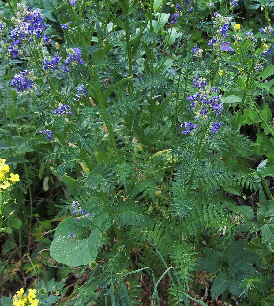 Изображение особи Polemonium caeruleum.