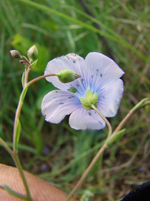 Image of Linum austriacum specimen.