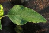 Amaranthus retroflexus