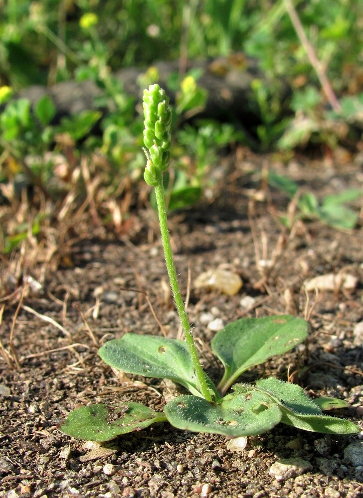 Image of Plantago major specimen.