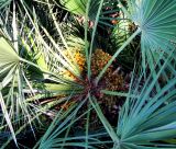 Смотреть изображение Chamaerops humilis