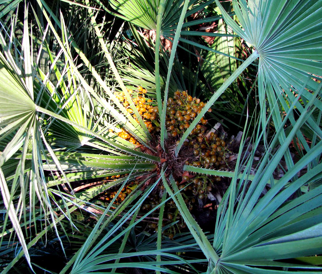 Image of Chamaerops humilis specimen.