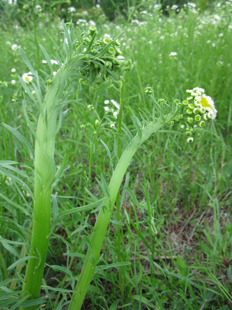 Image of Erigeron strigosus specimen.