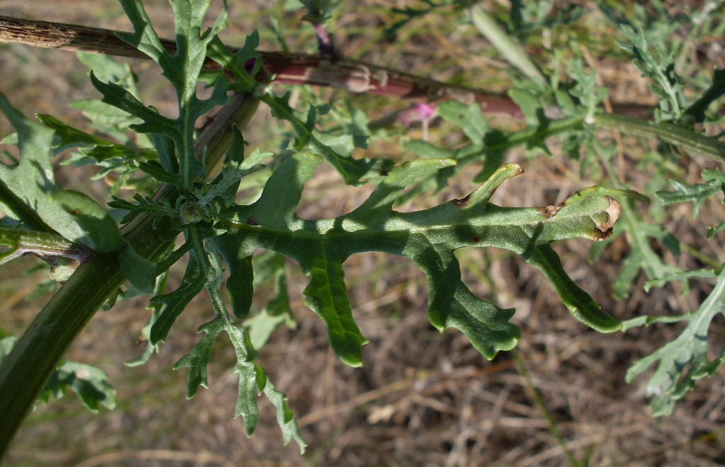 Изображение особи Senecio borysthenicus.