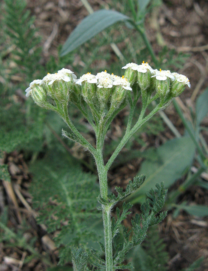 Image of Achillea nobilis specimen.