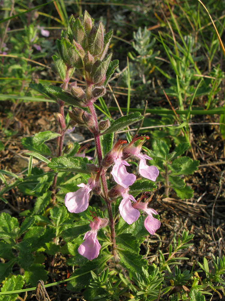 Изображение особи Teucrium nuchense.