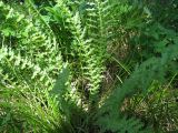 Filipendula vulgaris