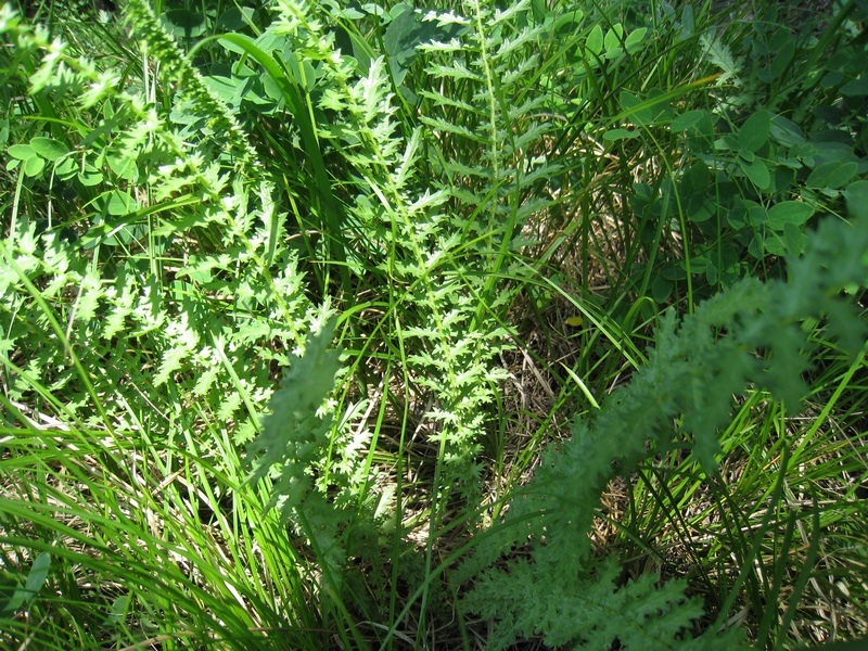 Image of Filipendula vulgaris specimen.