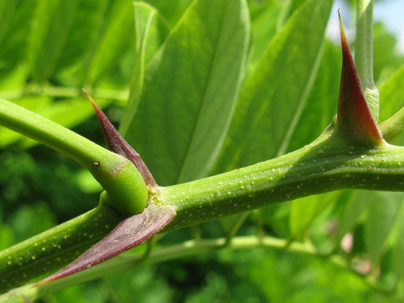 Изображение особи Robinia pseudoacacia.