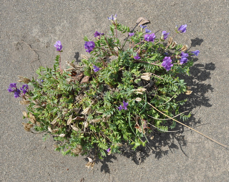 Image of Oxytropis revoluta specimen.