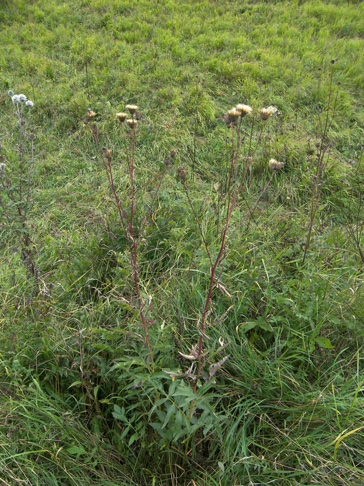 Image of Serratula coronata specimen.